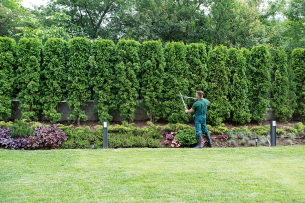 Best Hedge Trimming  in Kelseyville, CA